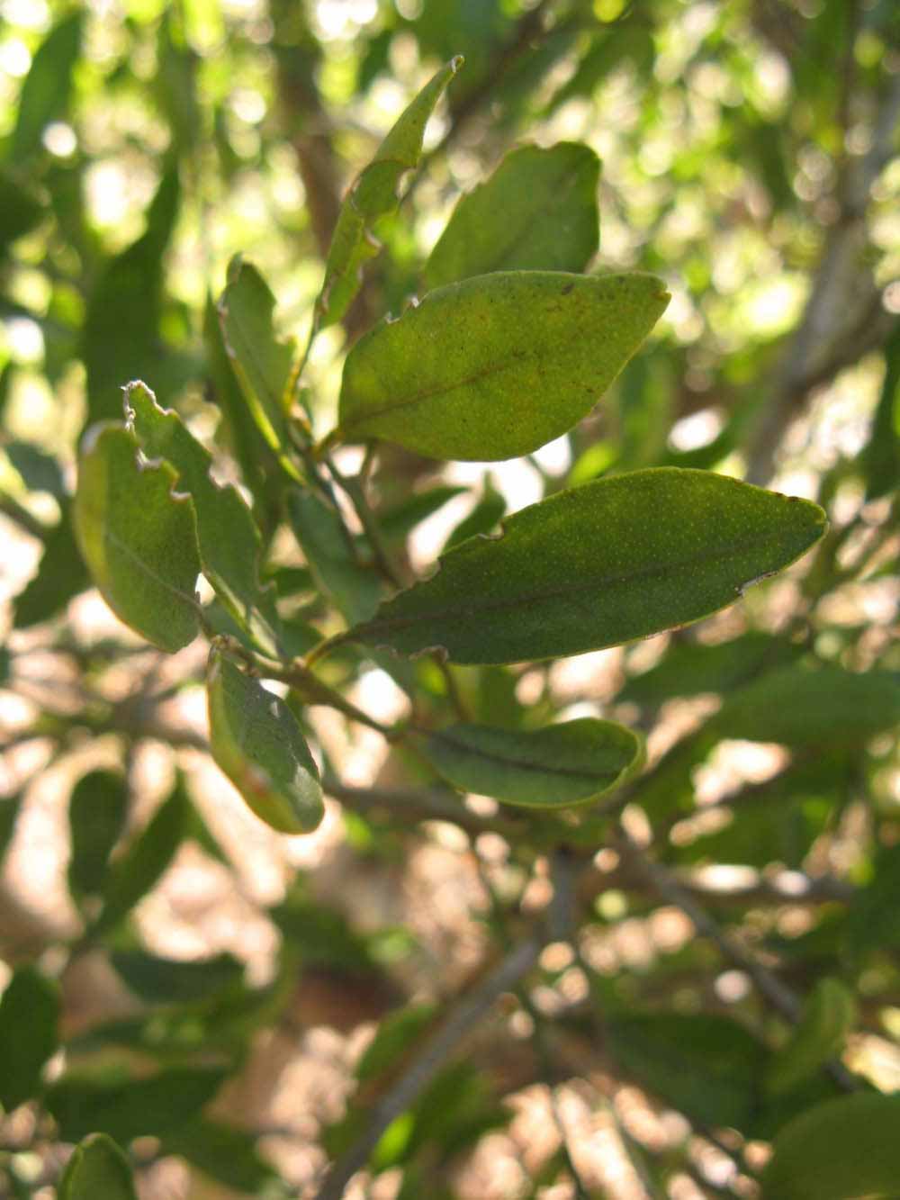              Shade leaves (Winter Haven, FL)       